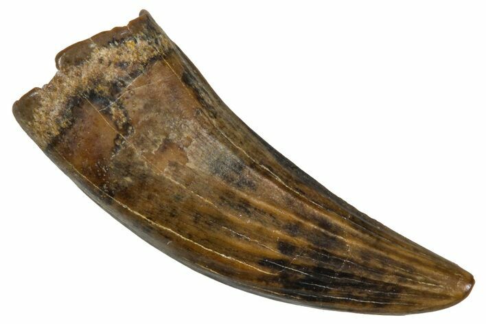 Fossil Raptor (Paronychodon?) Tooth - Wyoming #379788